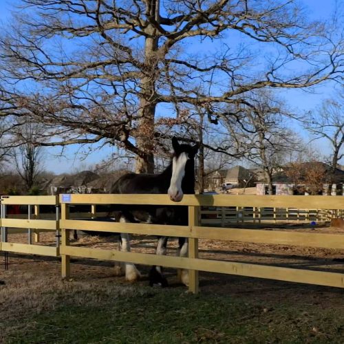 Farm Fence Installation in Rogers | Ranch Fence Installation in Rogers | Wood Fence Company | Wood Fence Installation in Rogers | Local Rogers Fence Company | Fence Guys
